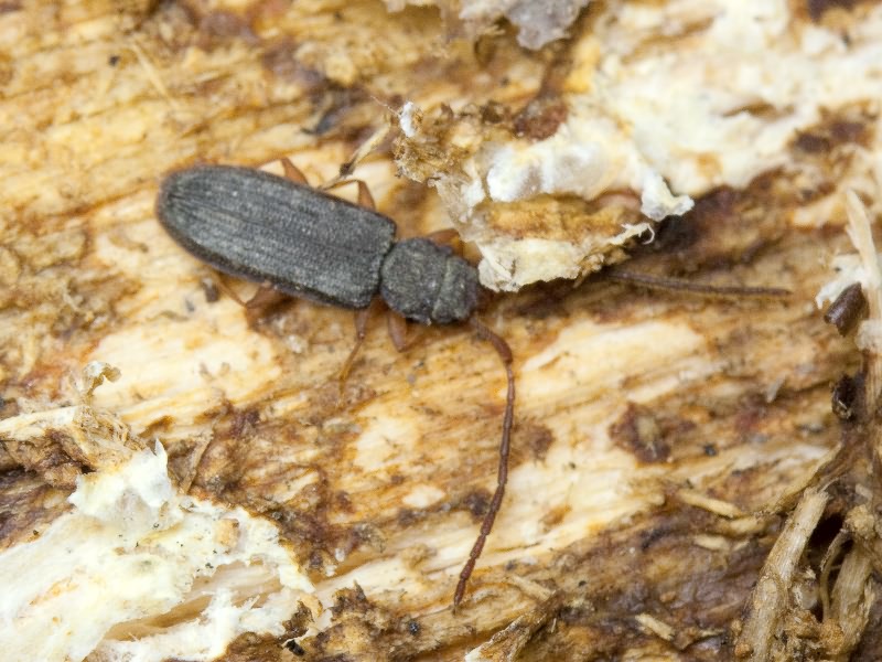 Uleiota planata (Linnaeus, 1761)
